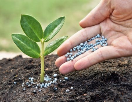 When to Schedule Lawn Fertilization Services In Winchester, VA