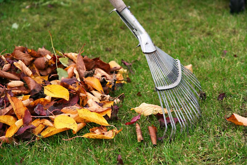 Why Leaf Removal Is More Important Than You Think