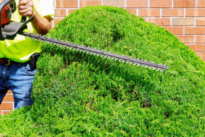 How Shrub Trimming Enhances Your Home’s Curb Appeal